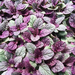 May include: A dense cluster of Ajuga reptans plants featuring small, oval-shaped leaves with a distinct puckered texture. The foliage displays a vibrant mix of deep purple and dark green hues, creating a layered, ground-covering appearance.