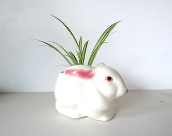May include: White ceramic bunny planter with pink ears and a single eye, holding a small green plant.