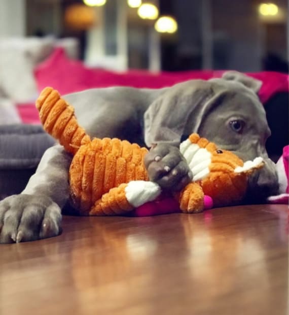 Plsch-Hundespielzeug- Tierfrmiges, Bissfestes & Quietschiges  Cord-Spielzeug fr kleine-groe Hunde, Welpen | Langlebiges  Trainingszubehr, das Spa
