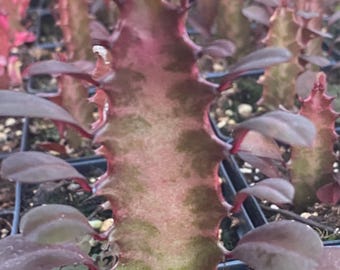 2 Rooted Cuttings Red African Milk Tree live plants , Euphoria Trigona , Houseplants