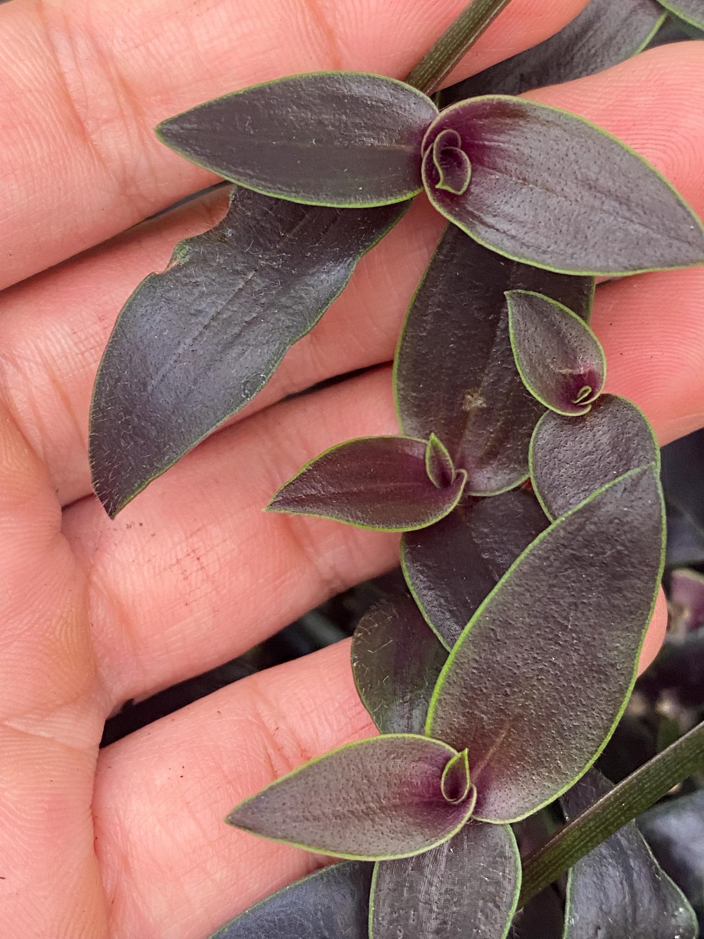 Dark Desire Wandering Dude, Tradescantia Jose Puig, Rare, Live