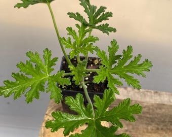 Citronella Plant Scented Geranium Mosquitoes prevented plant
