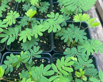 Sensitive plant, Mimosa Pudica, Touch Me Not plant, Halloween plant, 3 inches pot