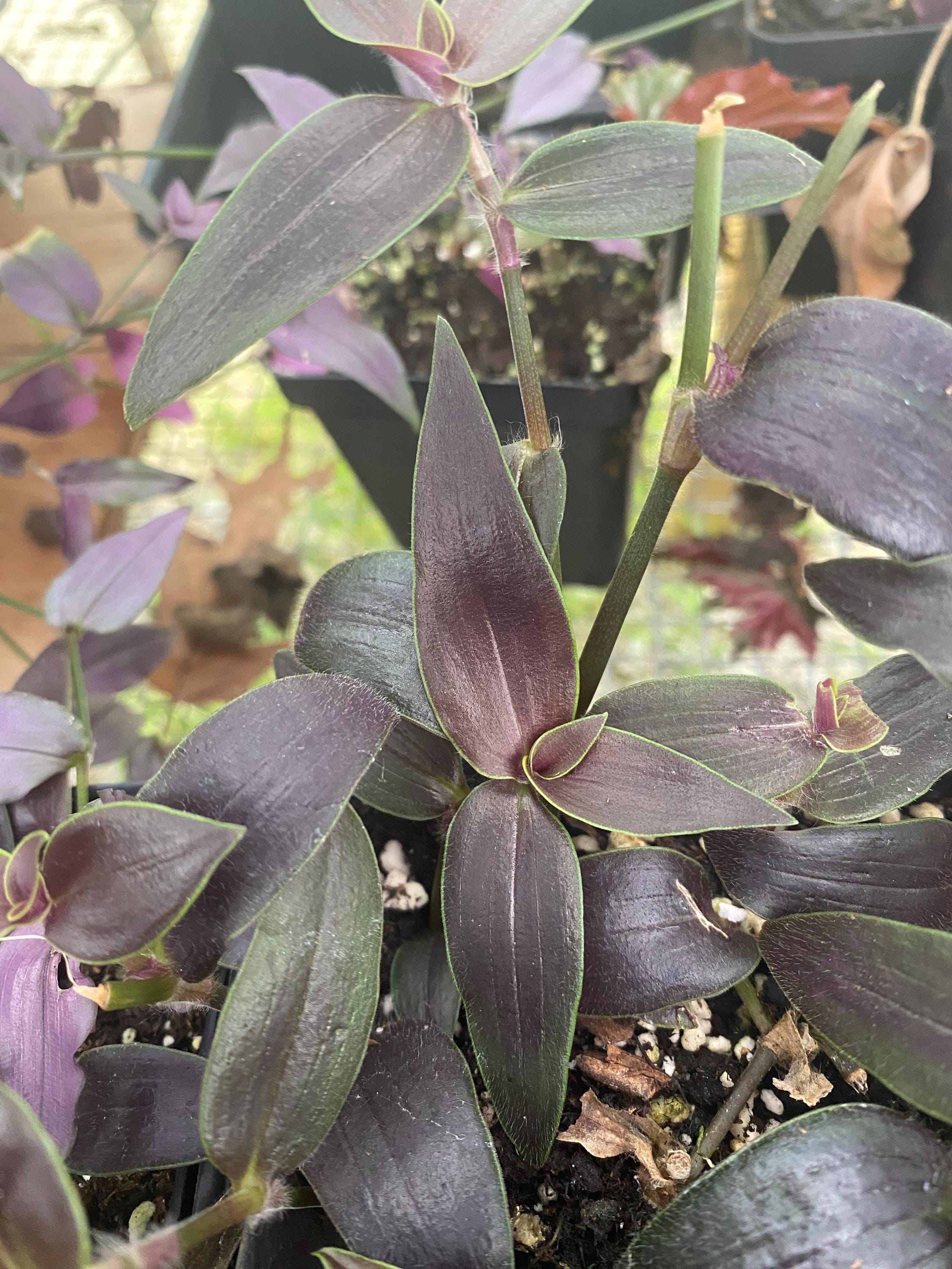 Dark Desire Wandering Dude, Tradescantia Jose Puig, Rare, Live