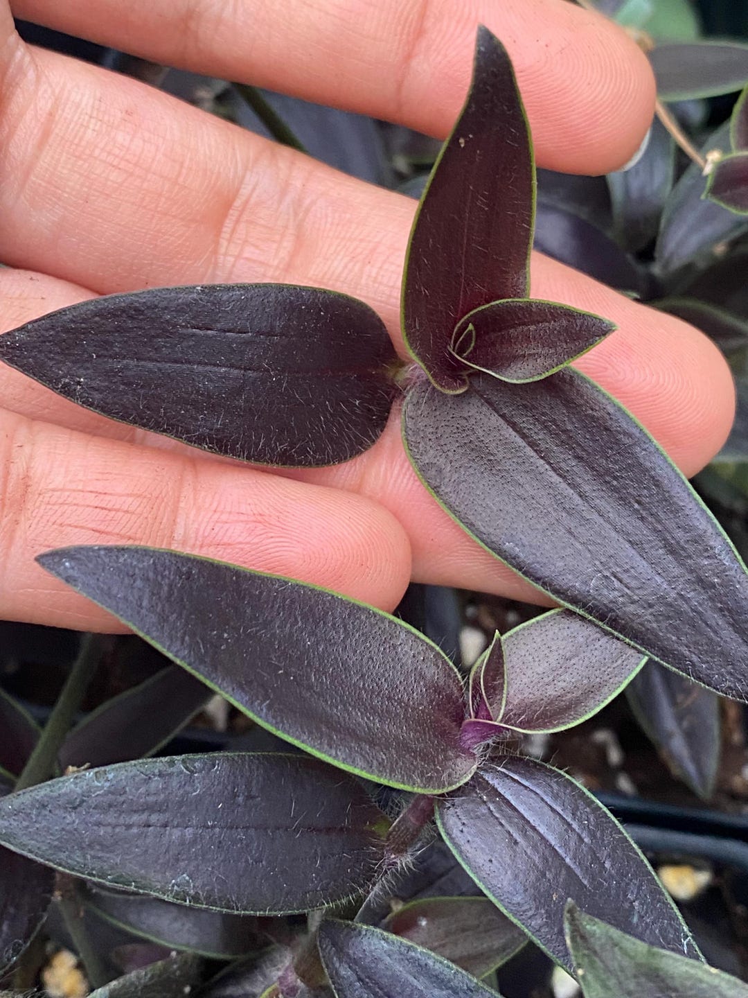 Dark Desire Wandering Dude, Tradescantia Jose Puig, Rare, Live
