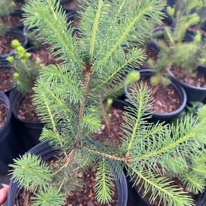 May include: A close-up of a small, green coniferous tree with soft, feathery needles. The tree is potted in a black plastic pot and surrounded by other similar trees.
