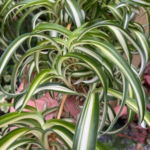 3 Rooted Bonnie Spider plants / Curly Spider plants