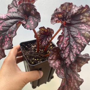 Begonia Cumbia Rooted plant / ship in pot