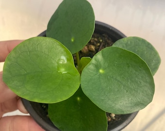 Pilea peperomioides Plant Rooted Money Plant live