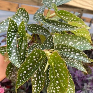 My Special Angel Begonia live houseplant / indoor plants / plant gift