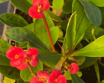 1 Rooted Cutting Red Pink Crown of Thorn Cactus, Euphorbia Milii
