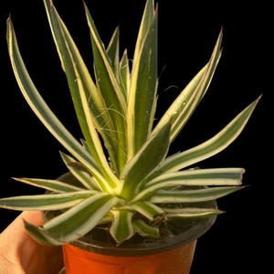 May include: A small potted agave plant with long, thin, green and white striped leaves. The plant is in a brown plastic pot.