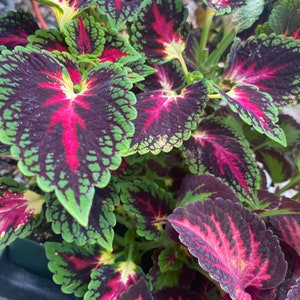 4 different random Coleus plants / houseplant/ annual plant / plant collection