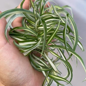 Curly Spider Plants Babies / Unroot cuttings / Live Houseplant Cuttings