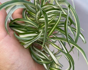 Curly Spider Plants Babies / Unroot cuttings / Live Houseplant Cuttings