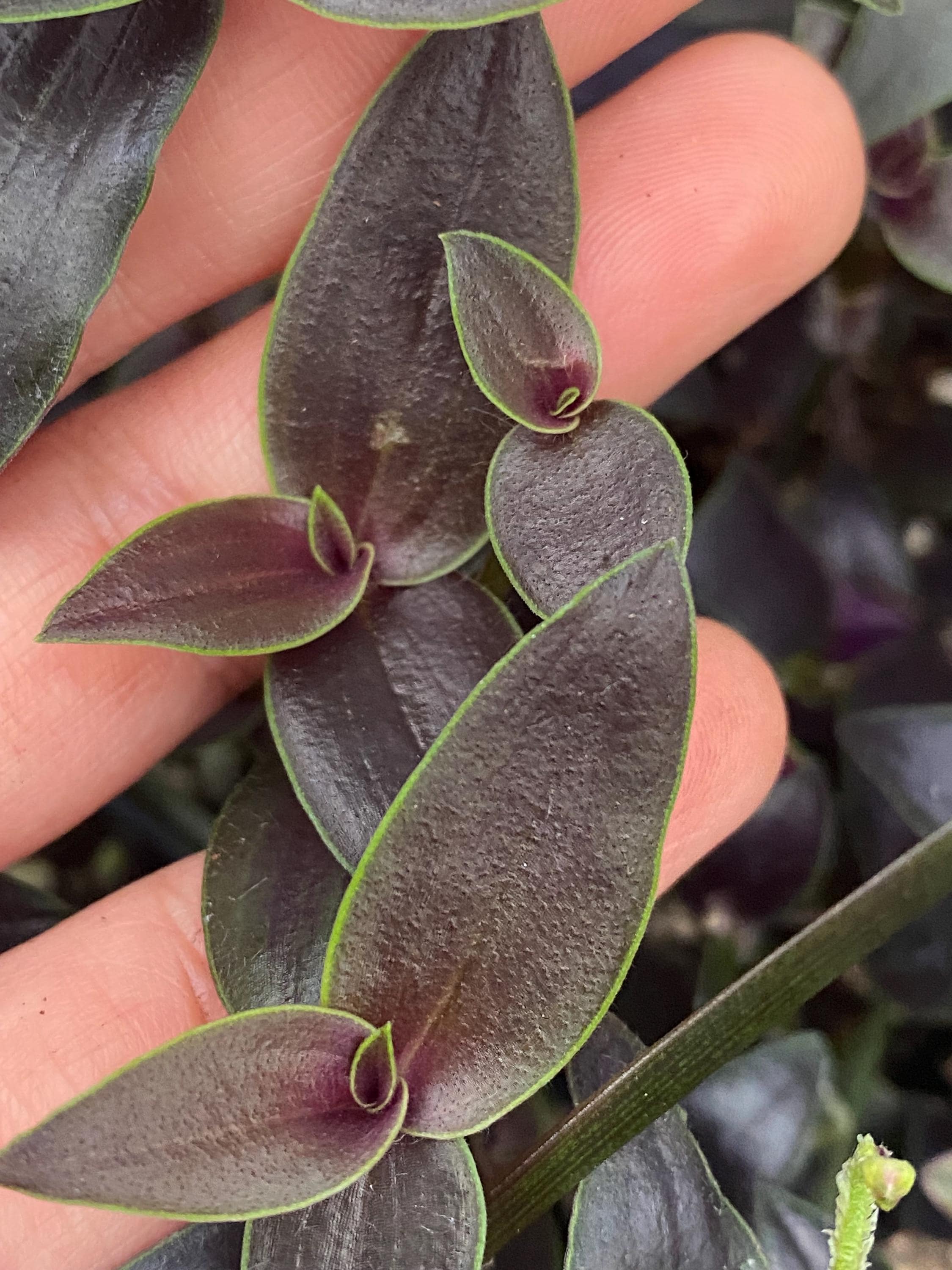Dark Desire Wandering Dude, Tradescantia Jose Puig, Rare, Live