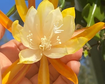 Fishbone Cactus Cuttings, Zig Zag Epiphyllum Anguliger, Live Houseplants