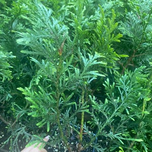 Rooted plant Green Giant Tree / Arbovitae Thuja / ship bare root