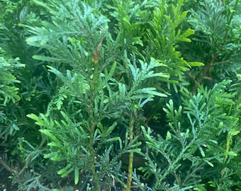 Rooted plant Green Giant Tree / Arbovitae Thuja / ship bare root