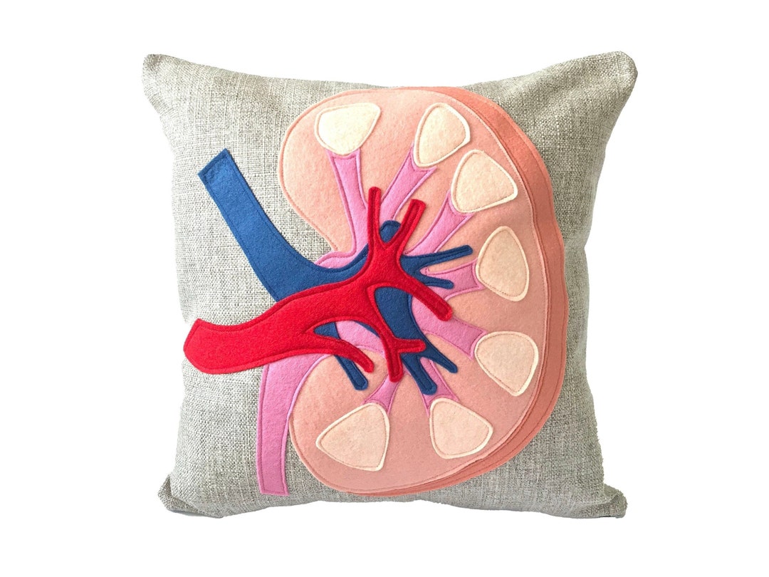 Science Diagram Pillow Kidney // Nephrology // Nephrologist