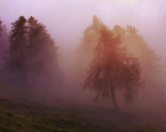 Ticino II - Tree Photography Color - 5x7 Matted Print of Swiss Alps Fine Art Photography