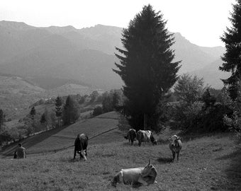 Transylvanian Alps I - 8x10 paper, traditional black and white photograph, mountain photography, cow photograph