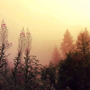 Op de afbeelding: Een sereen landschap met lange, slanke planten met roze bloemen op de voorgrond. De achtergrond toont een mistig bos met groenblijvende bomen onder een warme, gouden lucht. De scène roept rust op.