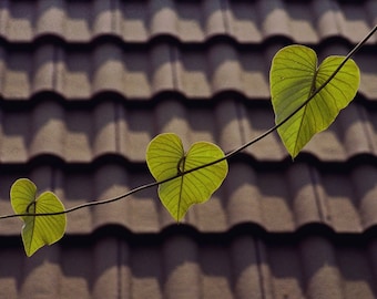 Three Green Hearts - 5x7 print in 8x10 mat, fine art photograph, wall art