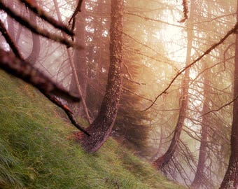 Ticino III - Color de la fotografía del árbol - 5x7 matted impresión de los Alpes suizos fotografía de bellas artes