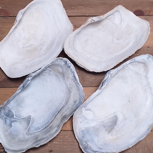 Pode incluir: Quatro conchas de ostra grandes e irregulares dispostas em grupo. Cada concha apresenta um interior liso e côncavo com variações naturais de cor, variando de branco sujo e creme a tons de cinza suaves, exibindo texturas orgânicas e bordas.