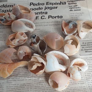 Pode incluir: Uma coleção de várias conchas em tons de bege, castanho-claro e branco, com diferentes formas espirais e arredondadas. As conchas estão espalhadas sobre um pedaço de jornal com texto impresso em português, exibindo texturas naturais.