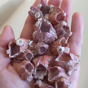 Könnte beinhalten: Eine Ansammlung kleiner, hohler, kegelförmiger Seepocken-Schalen mit einer strukturierten, rötlich-rosa Außenseite und glatten, weißen Innenflächen. Diese Meeresexemplare weisen unregelmäßige, gezackte Kanten und unterschiedliche Größen auf.