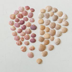 Könnte beinhalten: Eine Sammlung kleiner Muscheln, die in Herzform angeordnet sind. Die linke Seite besteht aus violetten und rosafarbenen Muscheln, während die rechte Seite hellbraune und beige Muscheln zeigt. Jede Muschel hat eine gerippte Textur.