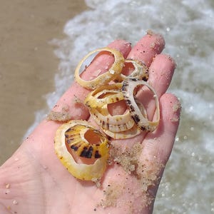 Peut inclure: Plusieurs fragments de coquillages circulaires en forme d'anneau, dotés de surfaces lisses de couleur beige et de motifs rayés brun foncé. Ces pièces de coquilles creuses et délicates sont éparpillées, avec des grains de sable.