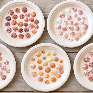 Puede incluir: Cinco platos redondos blancos que presentan cada uno una disposición única de pequeñas conchas marinas coloridas incrustadas en una superficie de resina transparente. Las conchas muestran varios patrones y tonos, incluyendo rojo, naranja, amarillo y rosa.