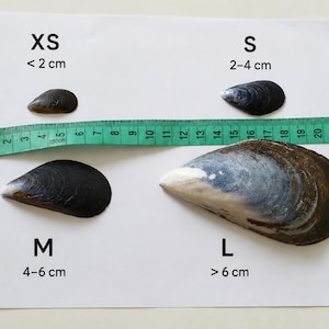 Naturliga musselskal – Välj storlek och antal
