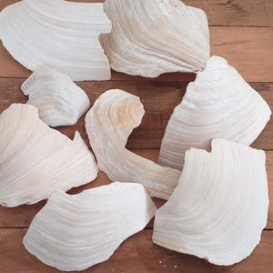 Può includere: Una collezione di otto frammenti di conchiglie di colore bianco sporco con una superficie strutturata, linee di crescita visibili e bordi irregolari. I pezzi variano per dimensioni e forma, presentando una finitura opaca naturale con sottili sfumature beige e crema.