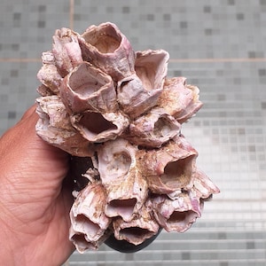 Può includere: Un grappolo di denti di cane con un esterno calcificato e strutturato in tonalità rosa pallido, bianco e marrone chiaro. L'organismo presenta molteplici aperture cave a forma di cono disposte in una formazione densa e irregolare.