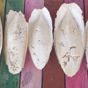 5 grote, natuurlijke inktvisgraten | Verzameld aan de Portugese kust |