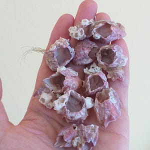Peut inclure: Une collection de petits coquillages de balanes creux avec une teinte rose-violet distincte et des surfaces extérieures rugueuses et texturées. Ces coquillages marins coniques présentent des bords calcifiés blancs irréguliers et des centres ouverts.