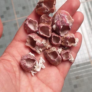 Könnte beinhalten: Eine Ansammlung kleiner, hohler, kegelförmiger Seepocken-Schalen mit einer strukturierten, staubig-rosa und weißen Oberfläche. Die Schalen weisen unregelmäßige, gezackte Ränder und ein glattes, helles Inneres auf, das natürliche marine Wachstumsstrukturen zeigt.