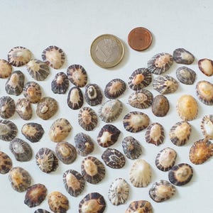Puede incluir: Una colección de pequeñas conchas cónicas dispuestas en forma de corazón sobre una superficie blanca. Las conchas presentan variados patrones en tonos marrón, beige y crema. Una moneda de un euro y una de un céntimo se sitúan en la parte superior.