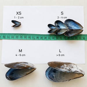 Könnte beinhalten: Eine Sammlung dunkelblauer und brauner Muschelschalen, sortiert nach Größe auf einem weißen Blatt mit den Beschriftungen XS 1-2 cm, S 2-4 cm, M 4-6 cm und L > 6 cm. Ein grünes Maßband liegt horizontal über den Muscheln zur Größenangabe.