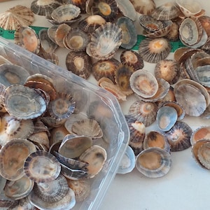 50 naturliga snäckskal från Portugal – 2-3 cm