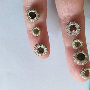 Set of 7 natural sea urchin shells, carefully hand-collected along the Portuguese coast.