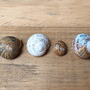 Könnte beinhalten: Vier Schneckenhäuser in einer Reihe angeordnet. Das erste ist dunkelbraun mit schwarzen Streifen, das zweite ist cremeweiß, das dritte ist ein kleines braunes Gehäuse mit dunklen Sprenkeln und das vierte ist größer mit blauen, braunen und weißen Tönen.