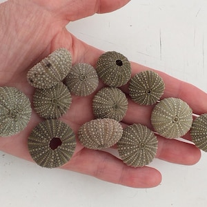 Può includere: Una collezione di dodici piccoli gusci di riccio di mare rotondi e di colore marrone chiaro. Ogni esemplare presenta un motivo radiale a forma di stella composto da minuscoli punti e un'apertura circolare centrale. I gusci variano dal beige al verde oliva.