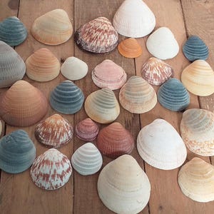 30 Natural Sea Shells | Assorted Shells from the Portuguese Coast | Mixed Sizes and Shapes