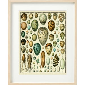 Vintage Egg Print - Vintage Home Decorating Ornithology Prints Egg Poster Adolphe Millot Poster Science Print Larousse Print Egg Wall Art