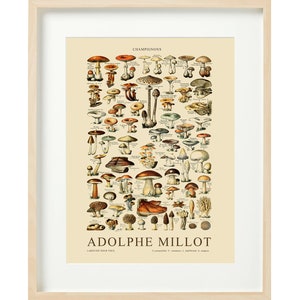 Vintage Pilz Poster, Adolphe Millot Poster, Botanischer Druck, Champignons Wandkunst, PilzDruck